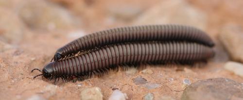 Réf. 231 945 : Ommatoiulus rutilans
